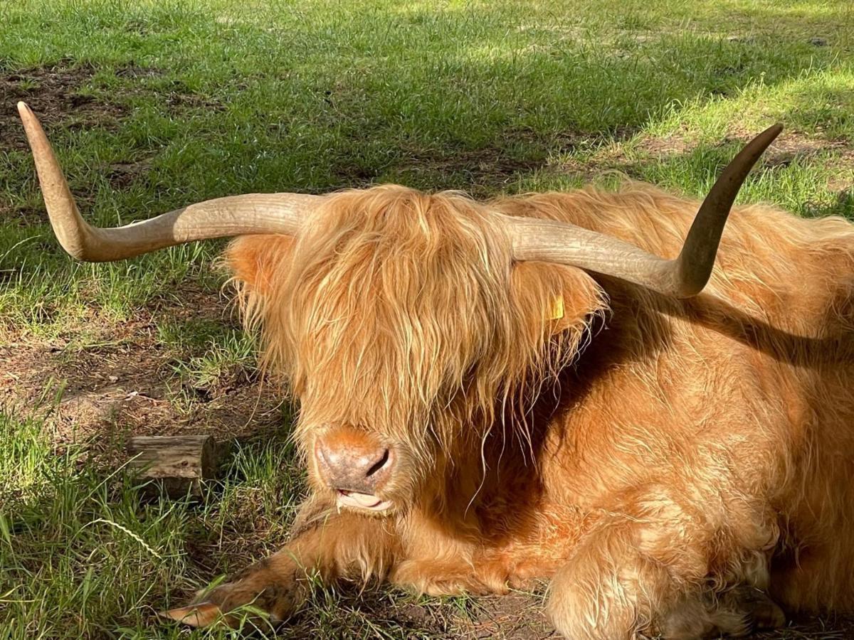 The Bearded Goat Den - A Rural Retreat At This Modern Holiday Cottage Saint Leonards Екстериор снимка